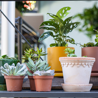 Potting Workshop - (Saturday only)