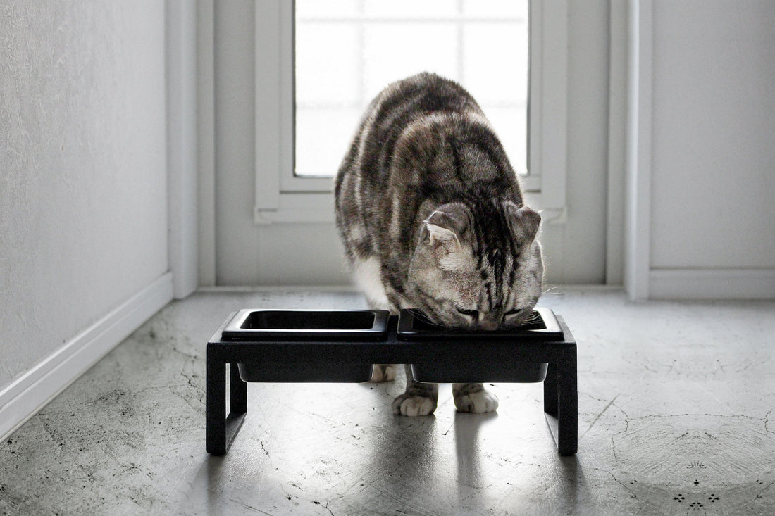 Pet Food Bowl - Tall - Steel + Ceramic