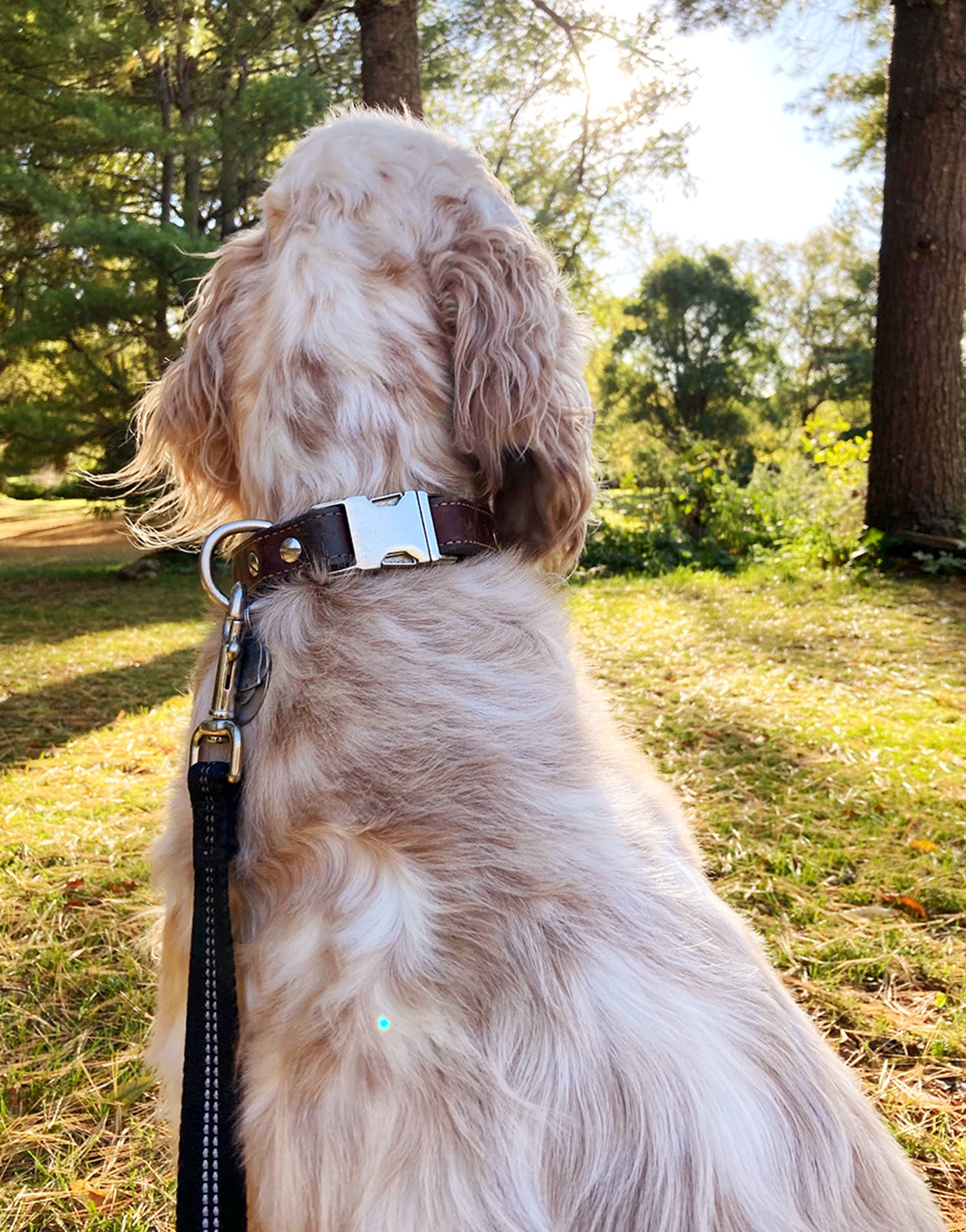 Ruby Leather Dog Collar