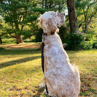 Ruby Leather Dog Collar