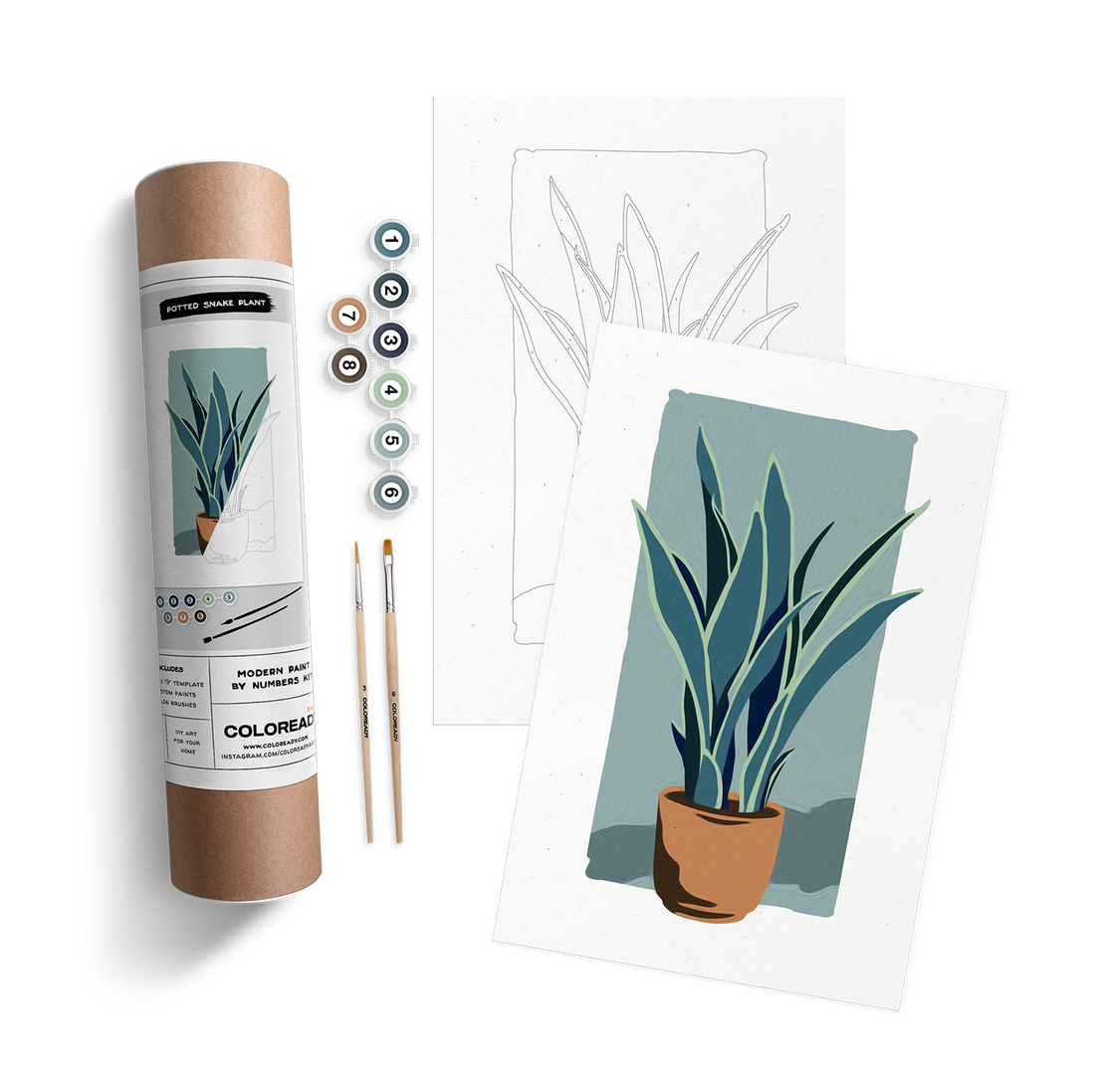 Potted Snake Plant Kit